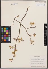 Salix bebbiana Sarg.